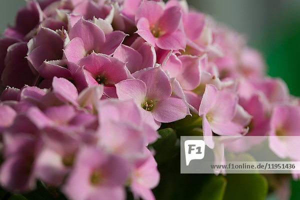 Nahaufnahme einer Blume