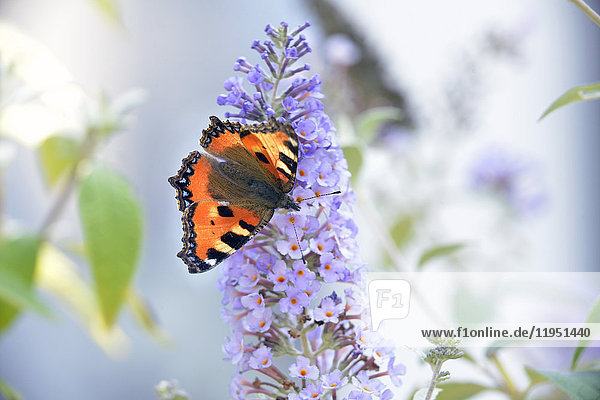 Small tortoiseshell on the blossom of a butterfly bush