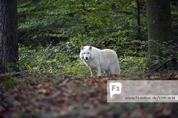 Polarwolf im Wolfsgehege