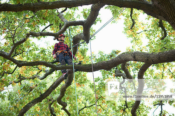 Trainee teenage male tree surgeon standing on tree branch