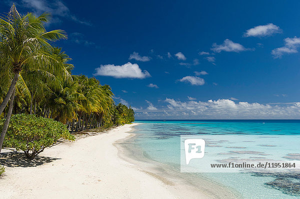 Weißer Sandstrand  Palmen und blaues Meer  Fakarava  Tuamotu-Archipel  Französisch-Polynesien