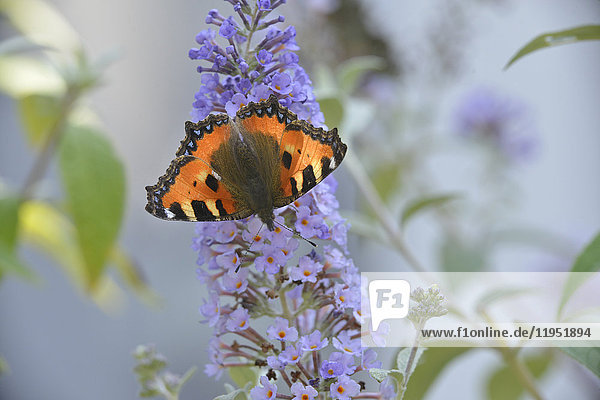 Small tortoiseshell on the blossom of a butterfly bush