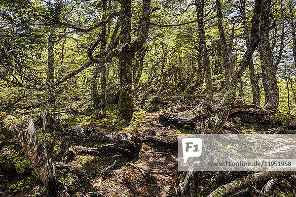 Twisted tree roots in forest  Coyhaique National Reserve  Coyhaique Province  Chile