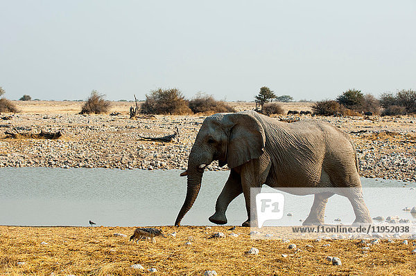 African Elephant (Loxodonta africana)  Etosha National Park  Namibia