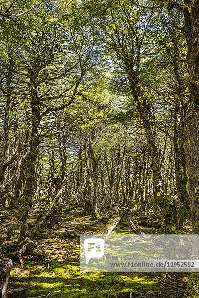Moosbedeckter Waldboden  Nationalreservat Coyhaique  Provinz Coyhaique  Chile