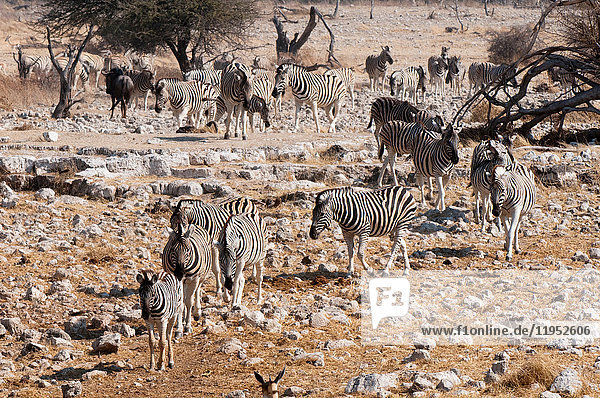Burchell-Zebra (Equus burchellii)  Etoscha-Nationalpark  Namibia