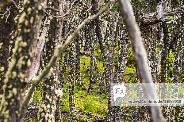 Flechte an Waldbaumstämmen im Los Glaciares-Nationalpark  Patagonien  Chile