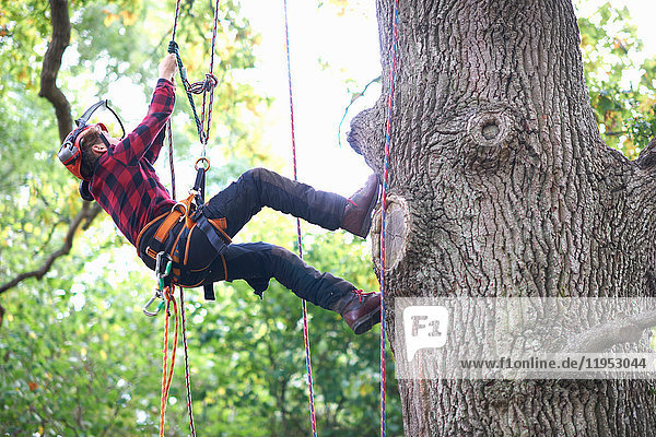 Auszubildender jugendlicher männlicher Baumchirurg klettert auf Baumstamm