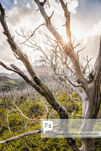 Sonnenbeschienene Skelettbäume im Los Glaciares-Nationalpark  Patagonien  Argentinien