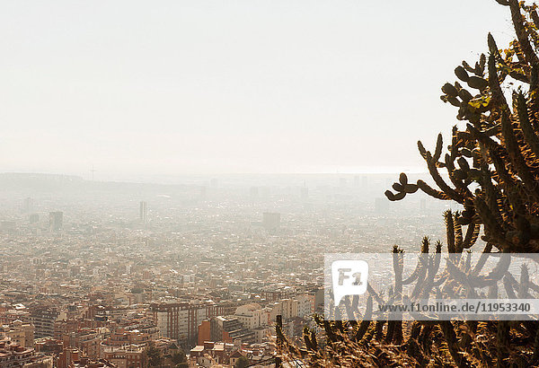 Stadtansicht  Kaktuspflanze im Vordergrund  Barcelona  Katalonien  Spanien