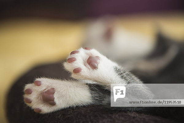 Ein kleines grau-weißes Kätzchen schläft  die Füße hängen über den Rand des Tierbetts.
