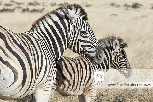 Zwei Burchell's Zebras  Equus quagga burchellii  ein Erwachsener und ein Fohlen  im Grasland stehend.