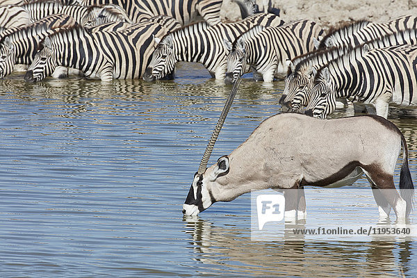 Burchell's Zebra  Equus quagga burchellii  und eine Thomson-Gazelle  Eudorcas thomsonii  die in einer Wasserstelle stehen und trinken.