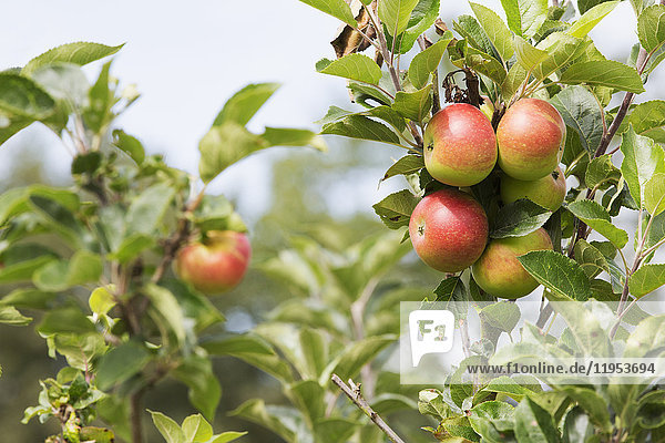 Nahaufnahme von roten und grünen Äpfeln am Zweig eines Apfelbaums.