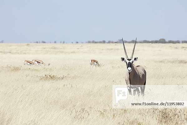 Ein Gemsbock  Edelsteinbock  Oryxgazella mit erhobenem Kopf  im Grasland stehend.