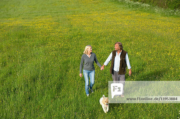 Hochwinkelaufnahme eines Mannes und einer Frau  die Hand in Hand über eine Wiese laufen  ein kleiner Hund läuft neben ihnen her.