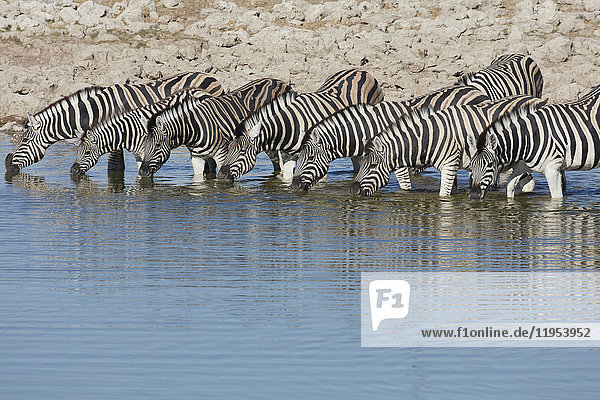 Burchell's Zebra,  Equus quagga burchellii,  steht in einer Wasserstelle und trinkt.