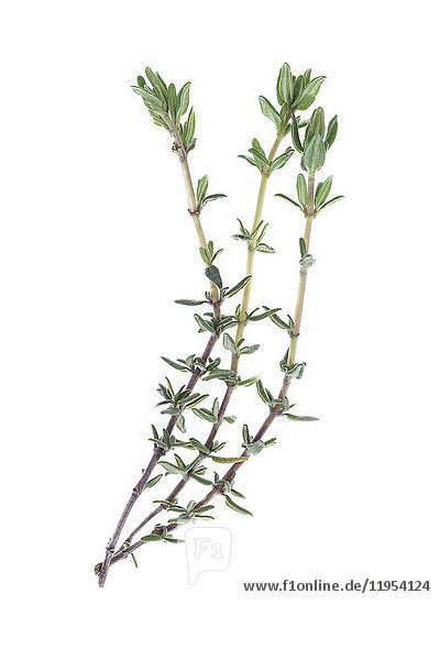 thyme green leaf closeup on white background