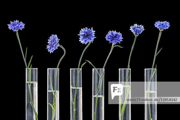 Beautiful blue cornflower in test tubes isolated on black background