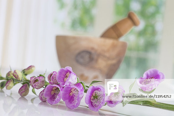 Digitalis Flowers with a wooden mortar on background