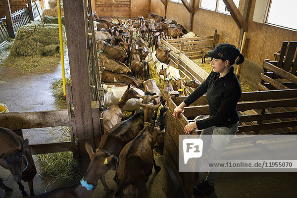 Reportage über eine Ziegenhirtin  Noemie  in Haute-Savoie  Frankreich. Noemie hat den Hof ihrer Familie übernommen und hält eine Herde von 75 Milchziegen. Sie wird zweimal am Tag gemolken  morgens und abends. Zwischen dem Melken verarbeitet Noemie die Milch zu verschiedenen Milchprodukten (Käse  Joghurt  Flan) und kümmert sich um die Belieferung ihrer Kunden. Noemie würde gerne auf biologische Landwirtschaft umstellen  sie füttert ihre Ziegen mit biologischem Getreide und erfüllt die erforderlichen Kriterien  aber das Problem bei dieser Umstellung liegt in der Wahl der Ziegen. Um Ziegen zu haben  die genügend Milch produzieren  benutzt sie einen Besamungsautomaten  der alle Ziegen gleichzeitig besamt. Dazu verabreicht Noemie den Ziegen ein Hormon  um den Zeitpunkt der Brunst festzulegen  aber das schließt ihren Betrieb von der Bio-Zertifizierung aus.