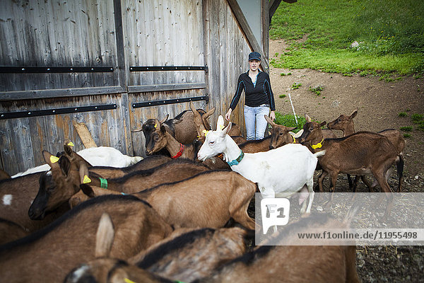 Reportage über eine Ziegenhirtin  Noemie  in Haute-Savoie  Frankreich. Noemie hat den Hof ihrer Familie übernommen und hält eine Herde von 75 Milchziegen. Sie wird zweimal am Tag gemolken  morgens und abends. Zwischen dem Melken verarbeitet Noemie die Milch zu verschiedenen Milchprodukten (Käse  Joghurt  Flan) und kümmert sich um die Belieferung ihrer Kunden. Noemie würde gerne auf biologische Landwirtschaft umstellen  sie füttert ihre Ziegen mit biologischem Getreide und erfüllt die erforderlichen Kriterien  aber das Problem bei dieser Umstellung liegt in der Wahl der Ziegen. Um Ziegen zu haben  die genügend Milch produzieren  benutzt sie einen Besamungsautomaten  der alle Ziegen gleichzeitig besamt. Dazu verabreicht Noemie den Ziegen ein Hormon  um den Zeitpunkt der Brunst festzulegen  aber das schließt ihren Betrieb von der Bio-Zertifizierung aus.