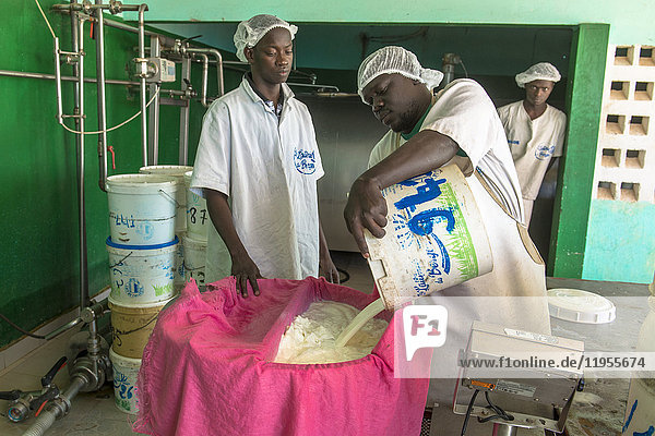 Die in den Peul-Dörfern gesammelte Frischmilch wird in die Molkerei gebracht. Das Unternehmen La Laiterie du Berger. Senegal.