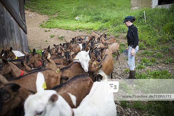 Reportage über eine Ziegenhirtin  Noemie  in Haute-Savoie  Frankreich. Noemie hat den Hof ihrer Familie übernommen und hält eine Herde von 75 Milchziegen. Sie wird zweimal am Tag gemolken  morgens und abends. Zwischen dem Melken verarbeitet Noemie die Milch zu verschiedenen Milchprodukten (Käse  Joghurt  Flan) und kümmert sich um die Belieferung ihrer Kunden. Noemie würde gerne auf biologische Landwirtschaft umstellen  sie füttert ihre Ziegen mit biologischem Getreide und erfüllt die geforderten Kriterien  aber das Problem bei dieser Umstellung liegt in der Wahl der Ziegen. Um Ziegen zu haben  die genug Milch produzieren  benutzt sie einen Besamungsautomaten  der alle Ziegen gleichzeitig besamt. Dazu verabreicht Noemie den Ziegen ein Hormon  um den Zeitpunkt der Brunst festzulegen  aber das schließt ihren Betrieb von der Bio-Zertifizierung aus.