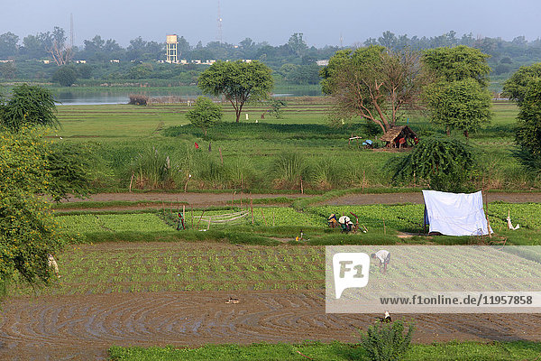 Gemüseanbau in Rawal  Uttar Pradesh  Indien  Asien