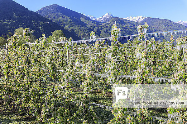 Blauer Himmel über den mit Eis bedeckten Apfelplantagen im Frühling  Villa von Tirano  Provinz Sondrio  Valtellina  Lombardei  Italien  Europa