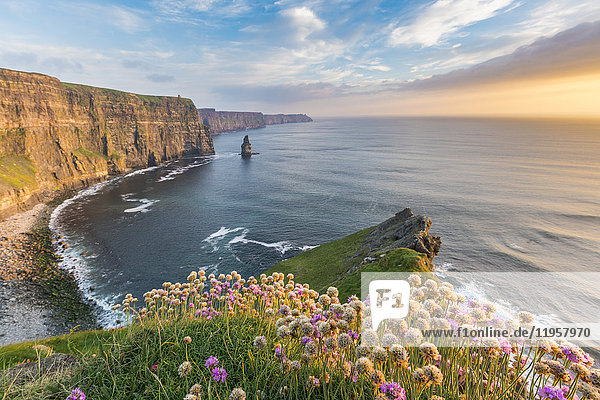 Cliffs of Moher at sunset with flowers in the foreground Liscannor County Clare Munster province Republic of Ireland Europe