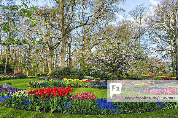 Blumengarten mit blühenden bunten Tulpen  Keukenhof Gärten  Lisse  Südholland  Niederlande  Europa