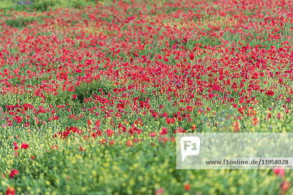 Poppies blooming in the fields  Umbertide  Umbria  Italy  Europe
