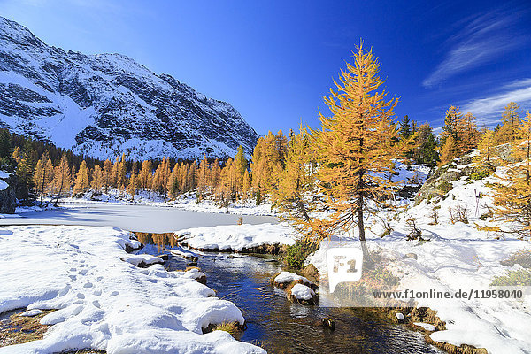 Frozen Lake Mufule framed by larches and snow in autumn Malenco Valley Province of Sondrio Valtellina Lombardy Italy Europe