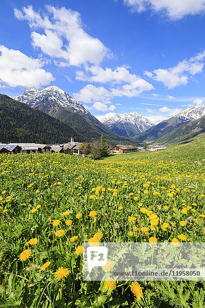 Yellow flowers framed by snowy peaks around the village of Guarda  Inn District  Engadine  Canton of Graubunden  Switzerland  Europe