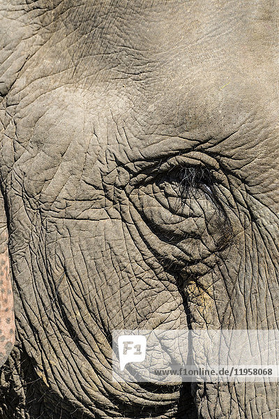 Indian elephant (Elephas maximus indicus) portrait Kaziranga National Park Assam India Asia