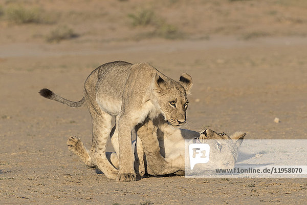 Young lions (Panthera leo) playing Kgalagadi Transfrontier Park Northern Cape South Africa Africa