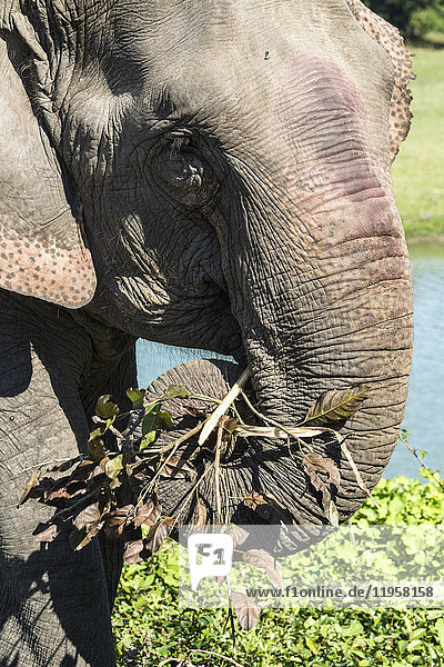Indischer Elefant (Elephas maximus indicus) beim Fressen von Gras und Blättern  Kaziranga National Park  Assam  Indien  Asien