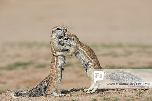 Junge Erdhörnchen (Xerus inauris)  Kgalagadi Transfrontier Park  Nordkap  Südafrika  Afrika