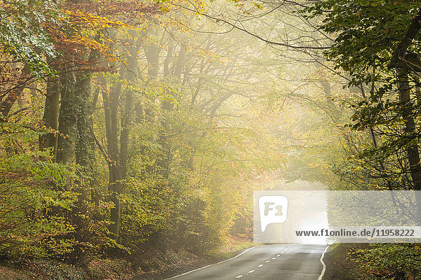 Landstraße durch einen herbstlichen Laubwald an einem nebligen Morgen  Limpsfield Chart  Oxted  Surrey  England  Vereinigtes Königreich  Europa