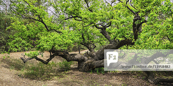 Ukraine  Dnepropetrovsk region  Novomoskovsk district  Green Oak (Quercus) tree