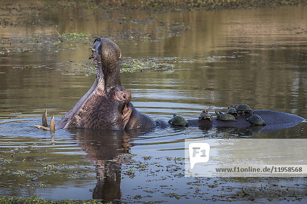 Flusspferd (Hippopotamus amphibius) mit Schildkröten  Krüger-Nationalpark  Südafrika  Afrika
