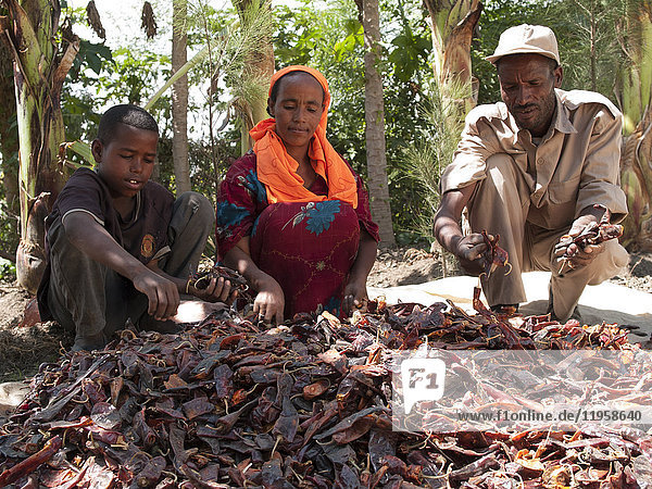 Ein Bauer  seine Frau und sein Sohn legen ihre Chilis zum Trocknen in die Sonne  Äthiopien  Afrika