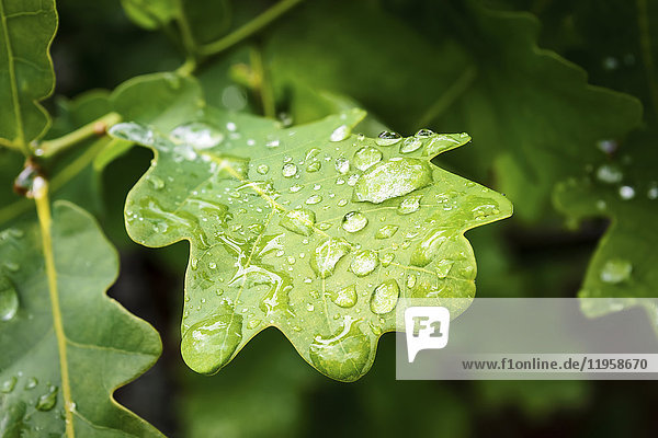 Water drop on green Oak (Quercus) leaf