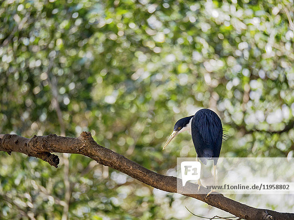 Pied heron (Ardea picata) perching on branch
