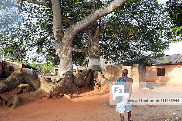 Heiliger Baum des Voodoo  Togoville  Togo  Westafrika  Afrika