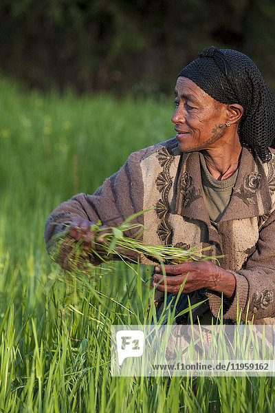 Eine Frau bei der Feldarbeit auf ihrem Bauernhof  Äthiopien  Afrika