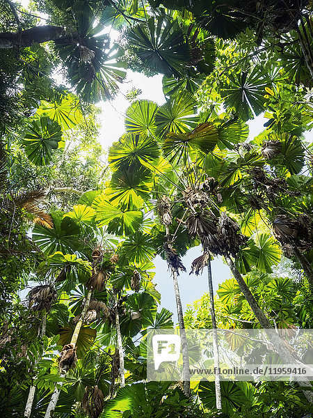 Green leaves of Fan palm  (Licuala grandis) in rainforest