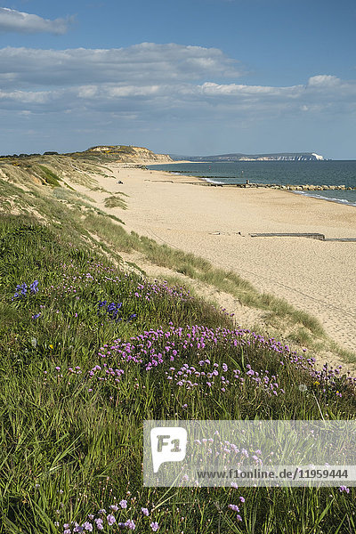 Sea pinks  Hengistbury Head Beach  Poole Bay  Bournemouth  with Isle of Wight in the background  Dorset  England  United Kingdom  Europe