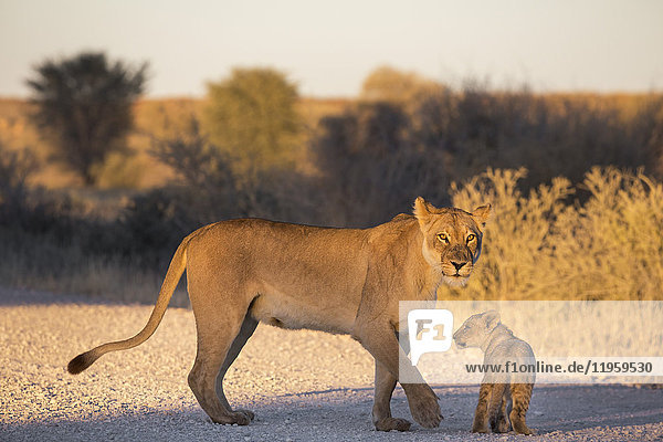 Lion (Panthera leo) with cub Kgalagadi Transfrontier Park Northern Cape South Africa Africa